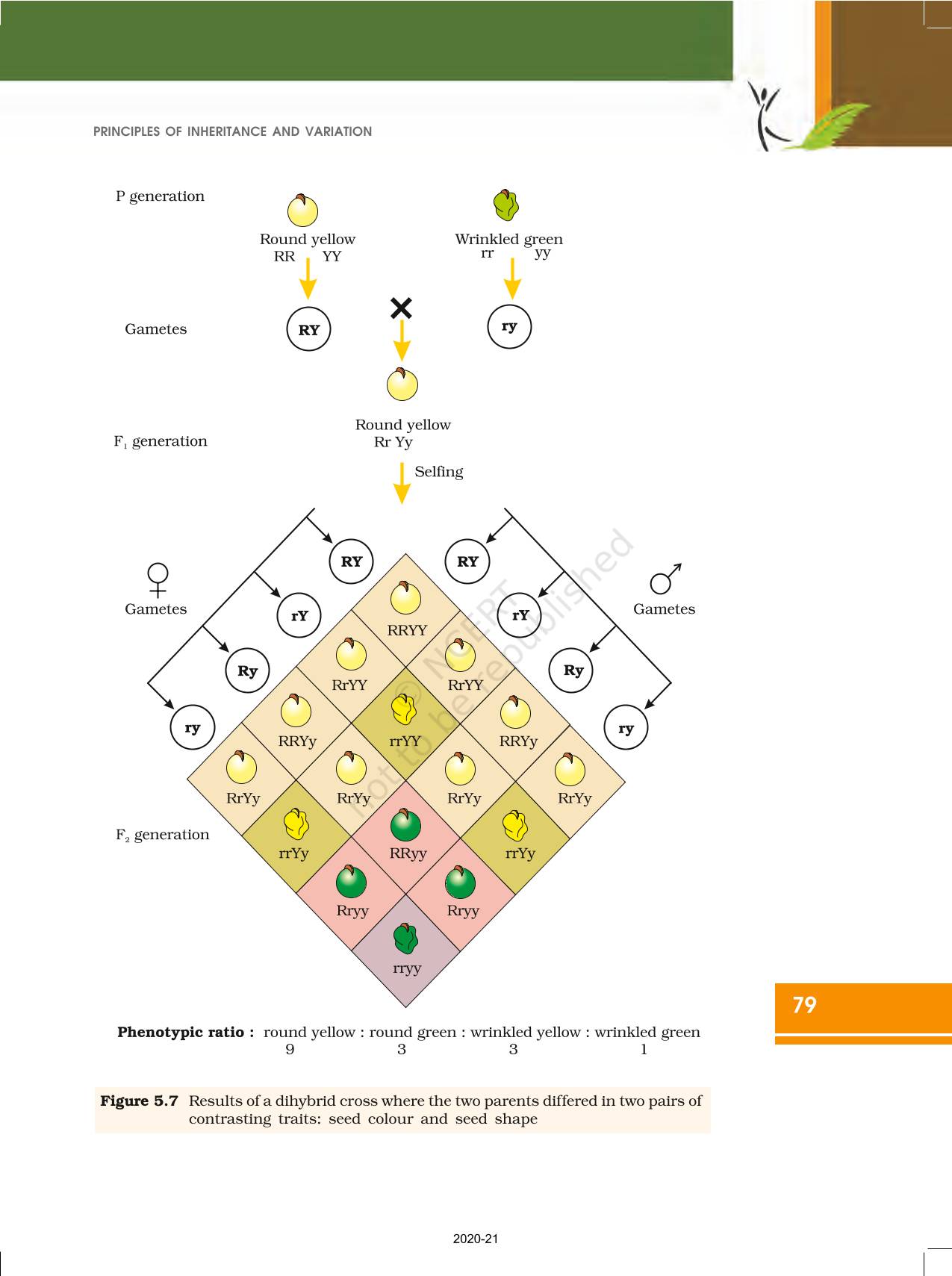 Principles Of Inheritance And Variation - NCERT Book Of Class 12 Biology